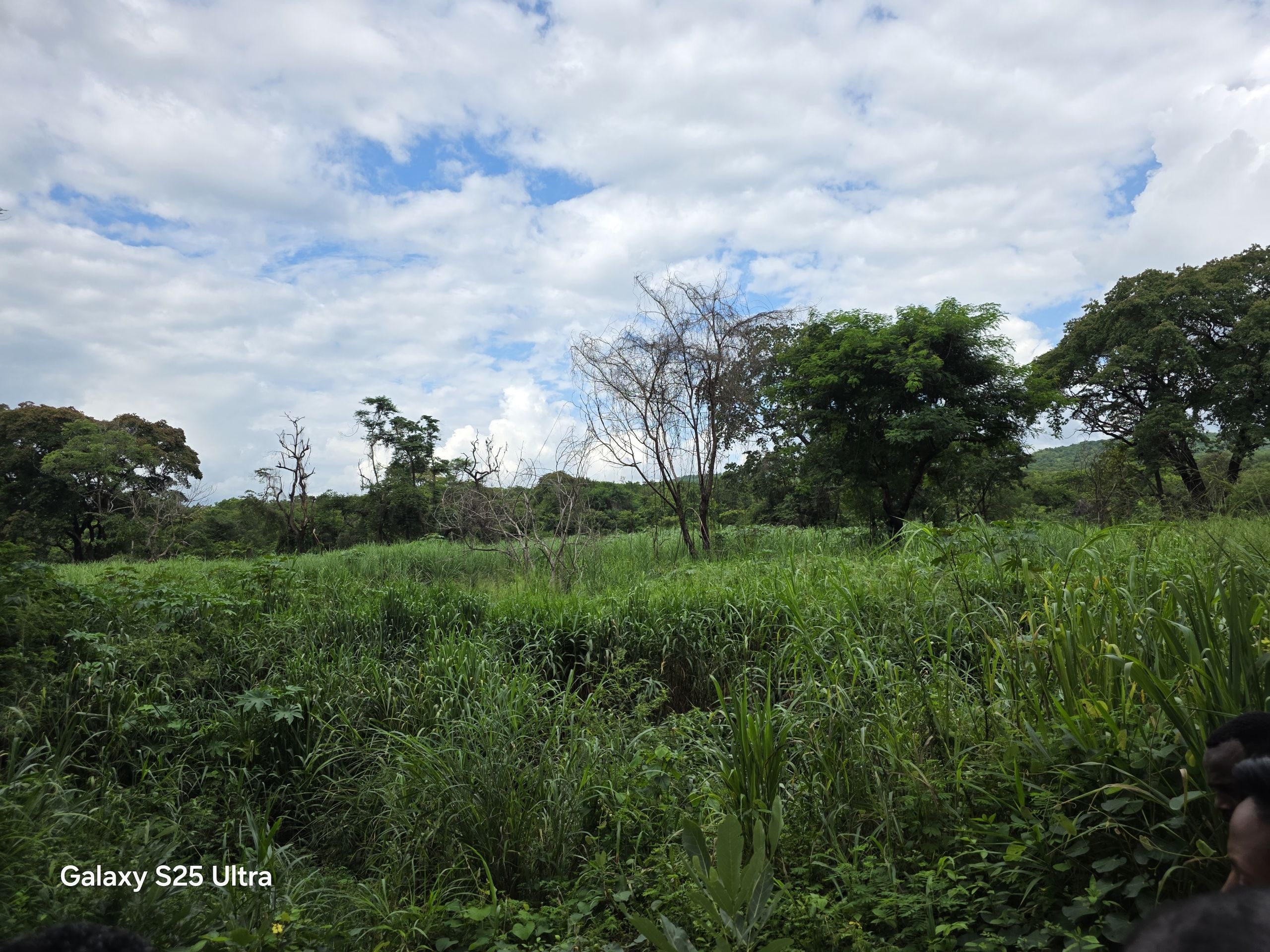 Agriculture farm landscape